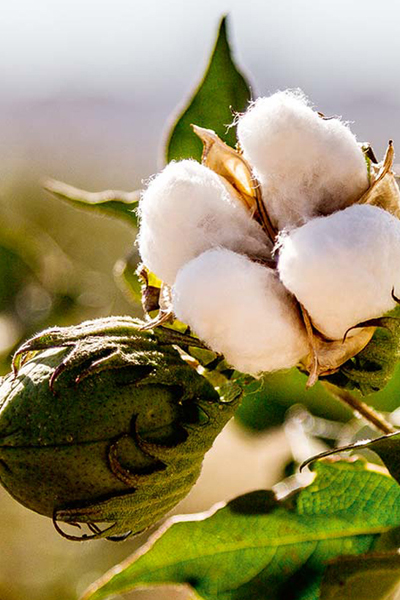 Production and Planting Range of Gots Organic Cotton