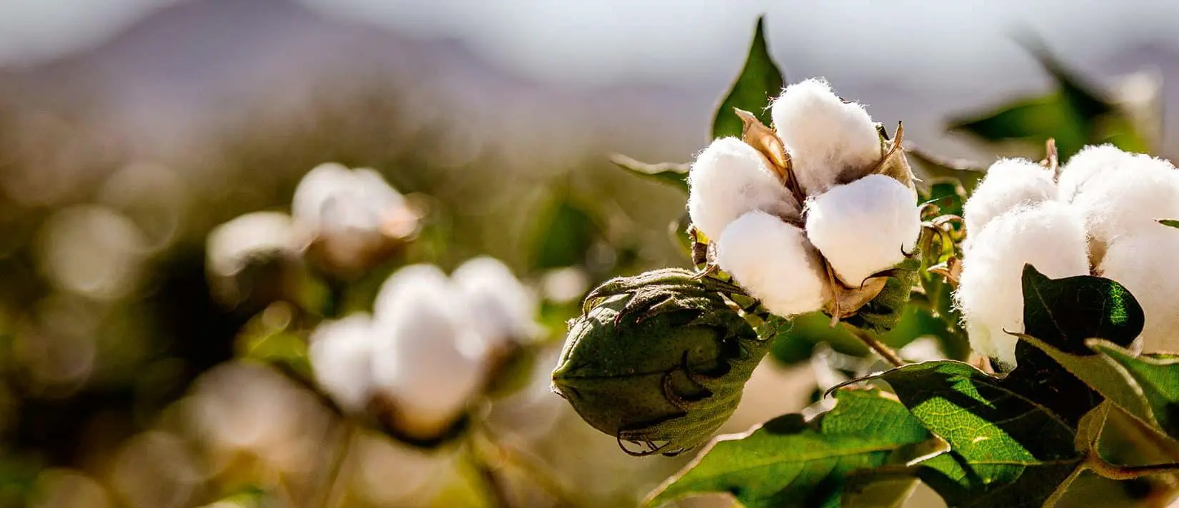 Textile Industry Pushes Organic Cotton Idea More Than Function