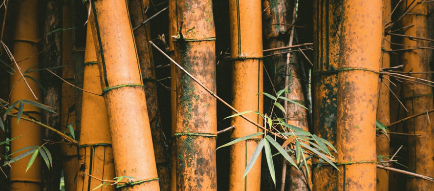 Bamboo Fiber